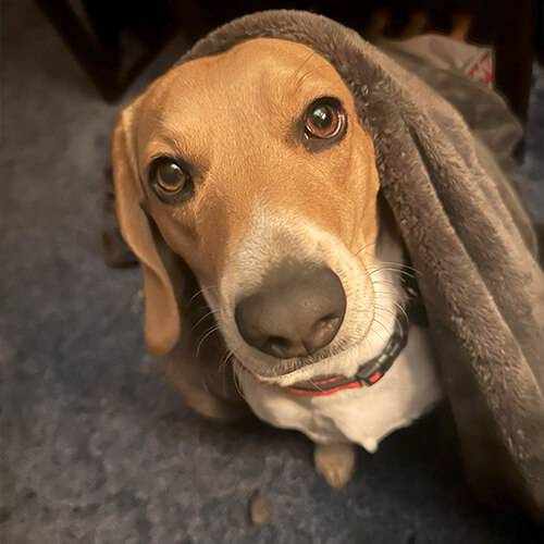 Bryan Ramsdale Anniversary Dog Bryan Ramsdale's beagle dog.